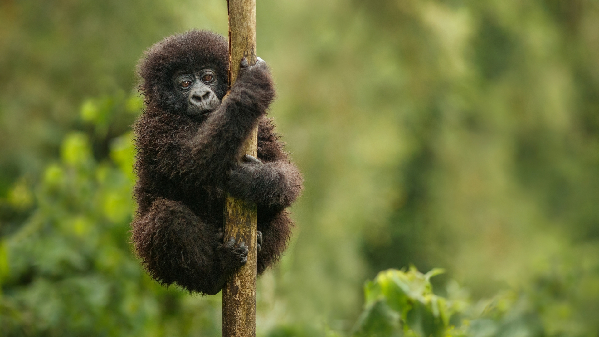 Mountain gorilla trekking safari in Uganda