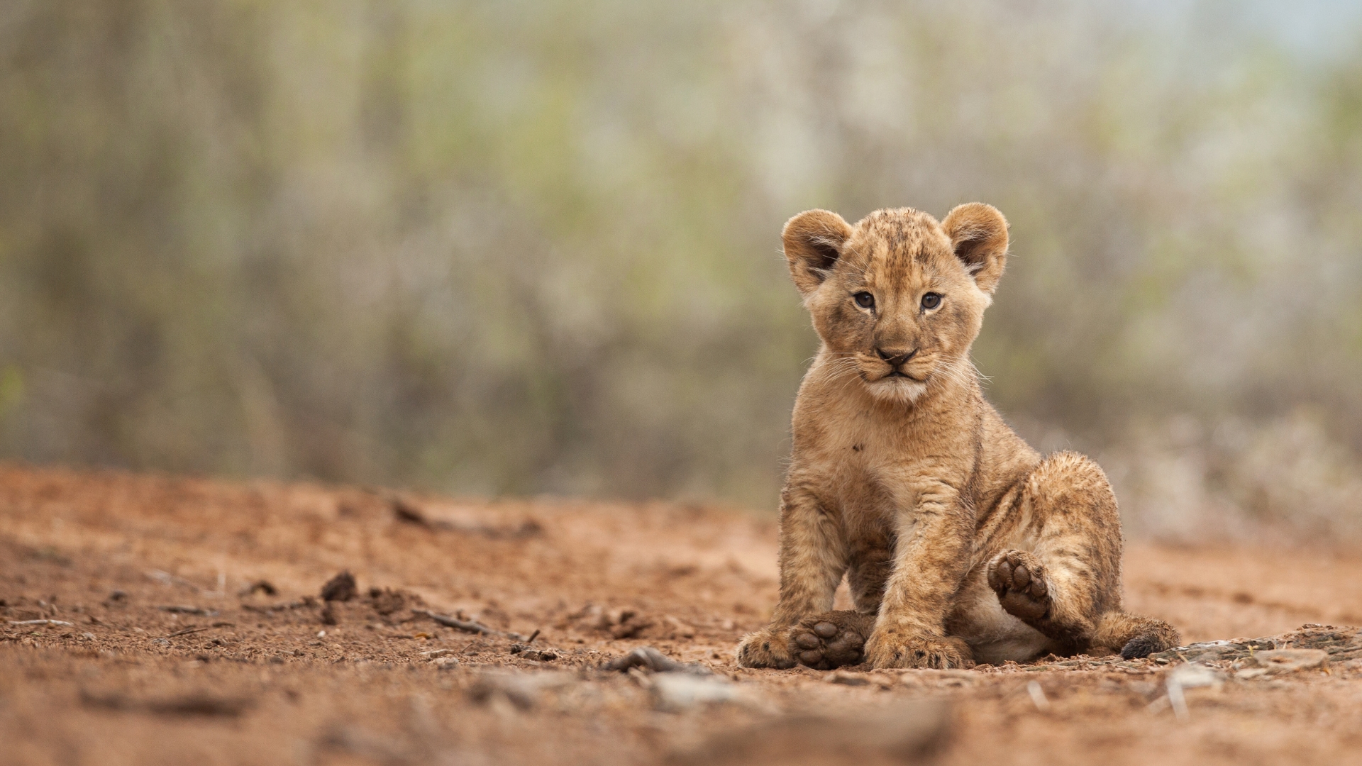 Luxury South African safari with Forrest James Safaris