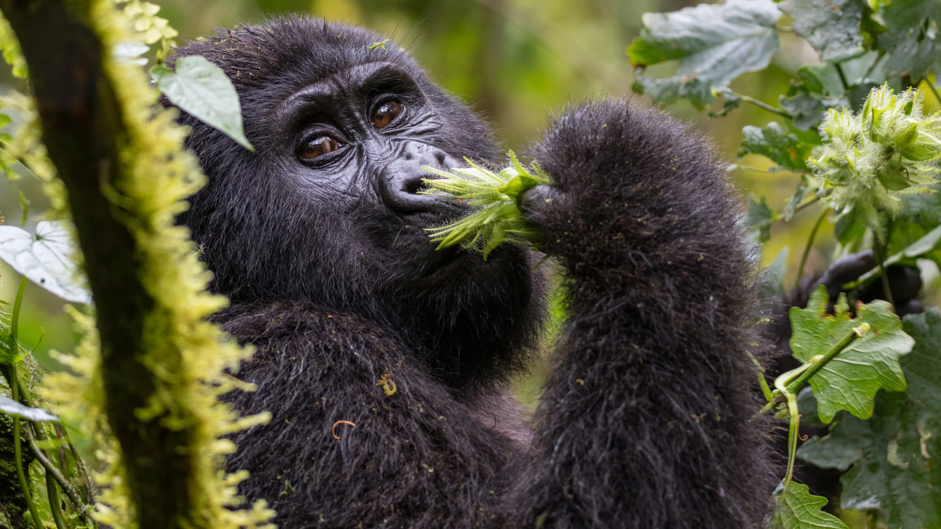 Gorilla trekking in Bwindi Impenetrable Forest, Uganda