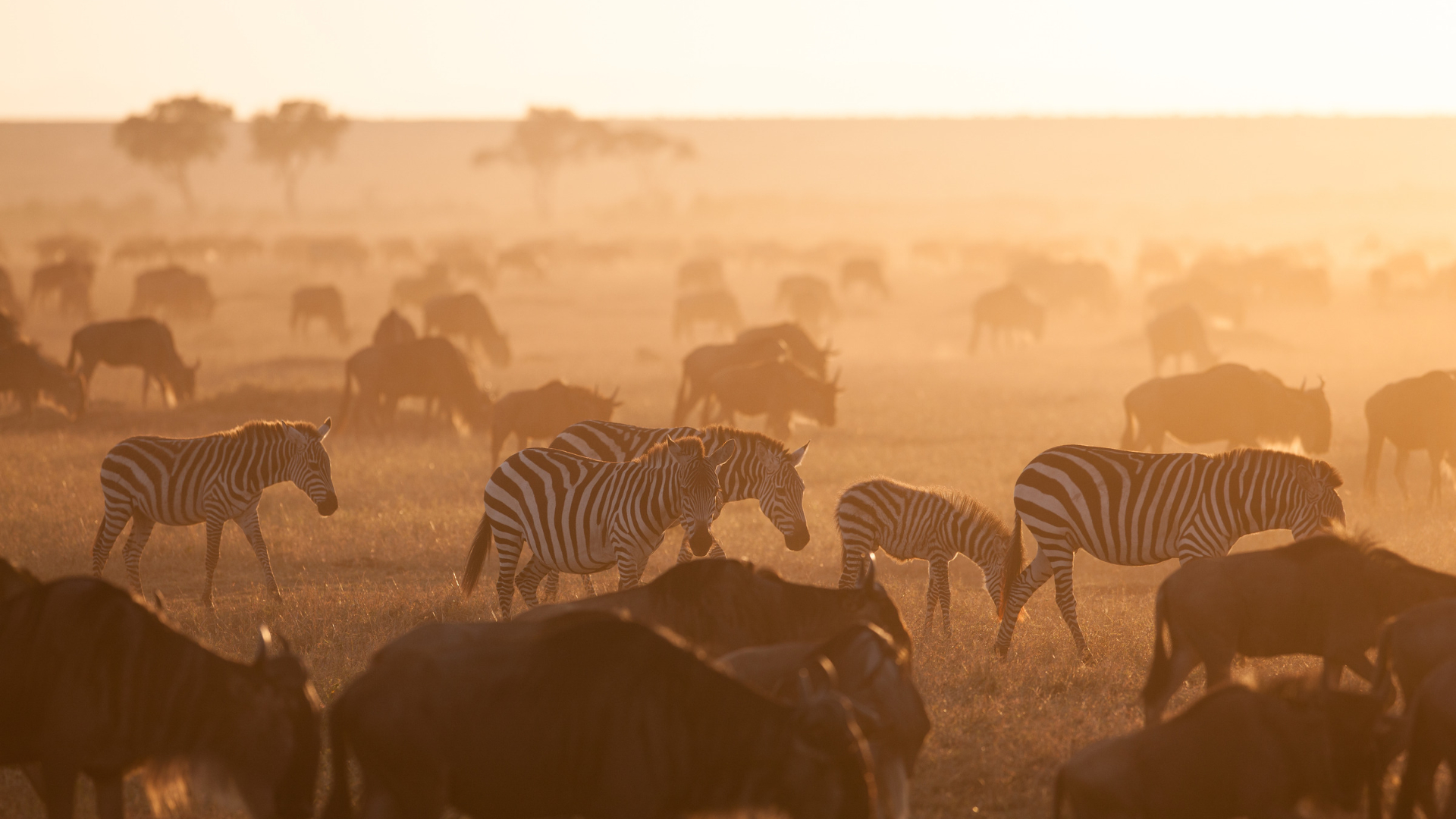 Great Migration in the Maasai Mara, Kenya