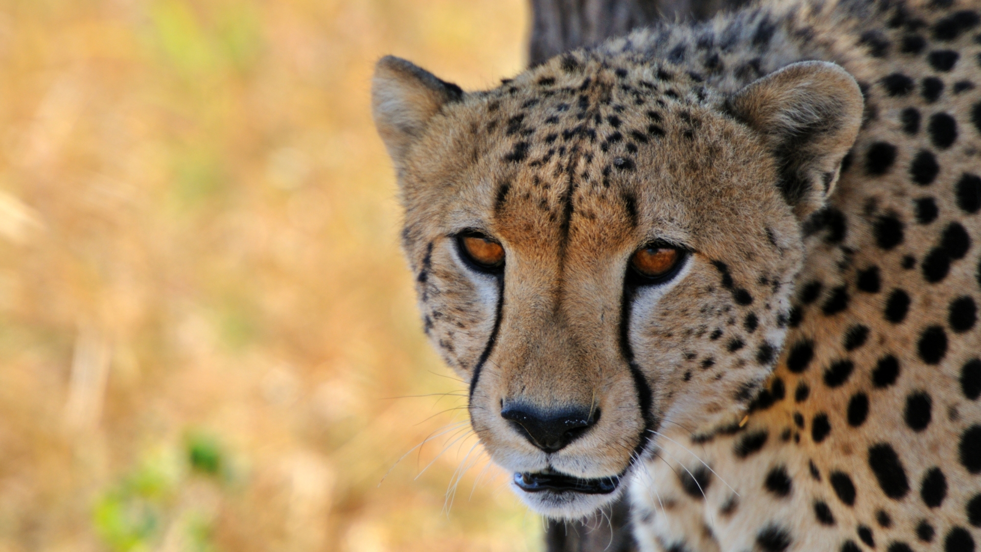 Tarangire, Ruaha & Southern Tanzania