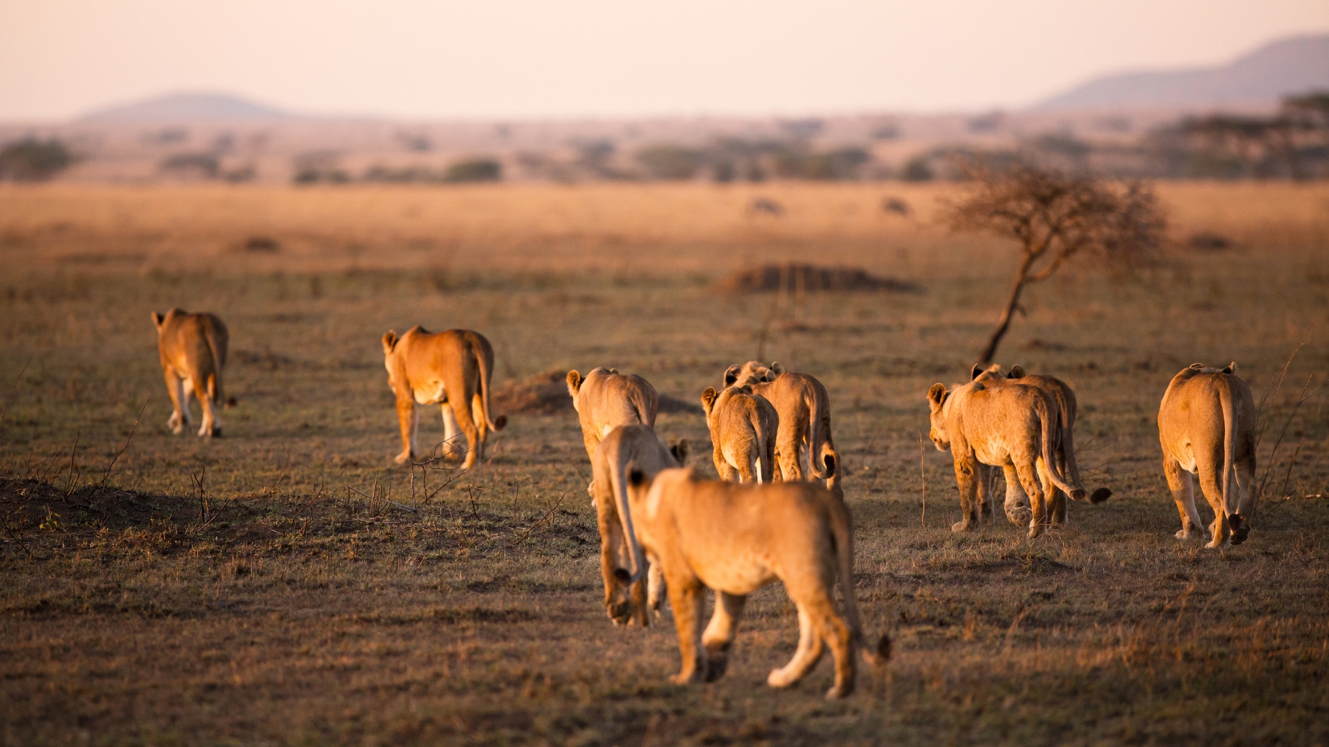 Maasai Mara Big Five Safari