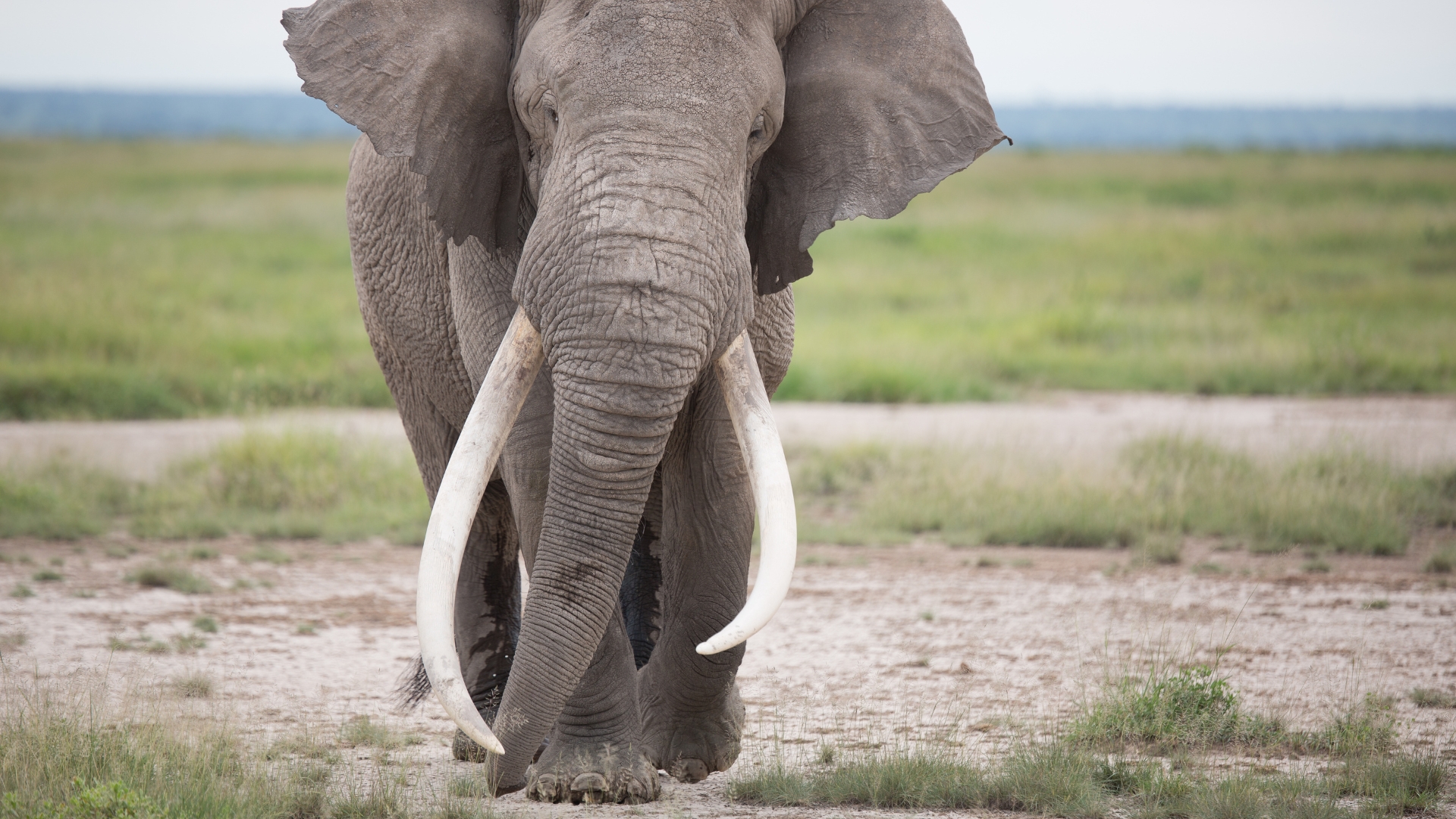 Amboseli, Laikipia & the Mara