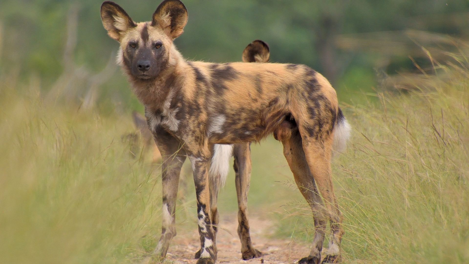 Victoria Falls & Hwange Safari