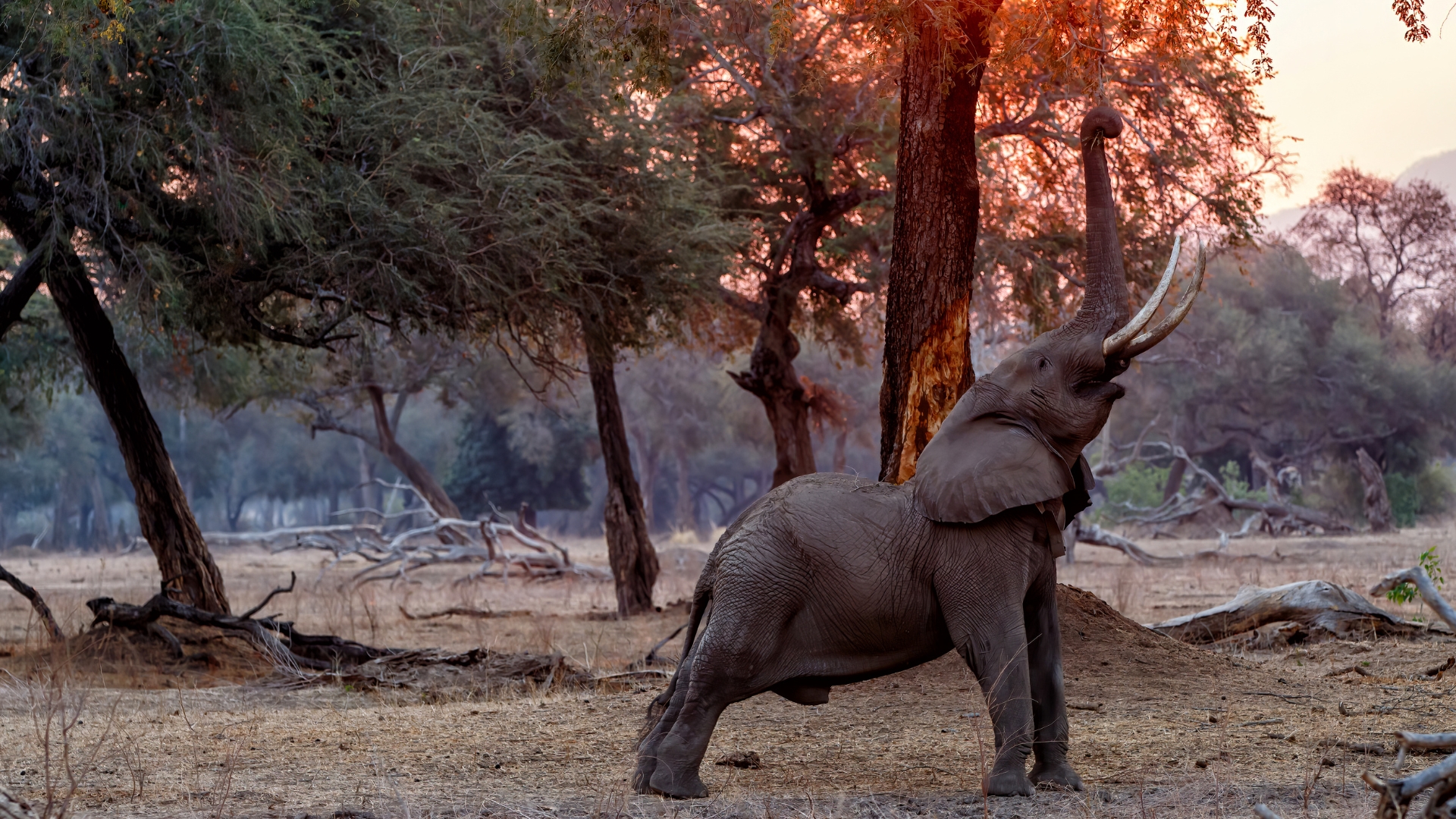 Mana Pools Walking & Canoe Safari