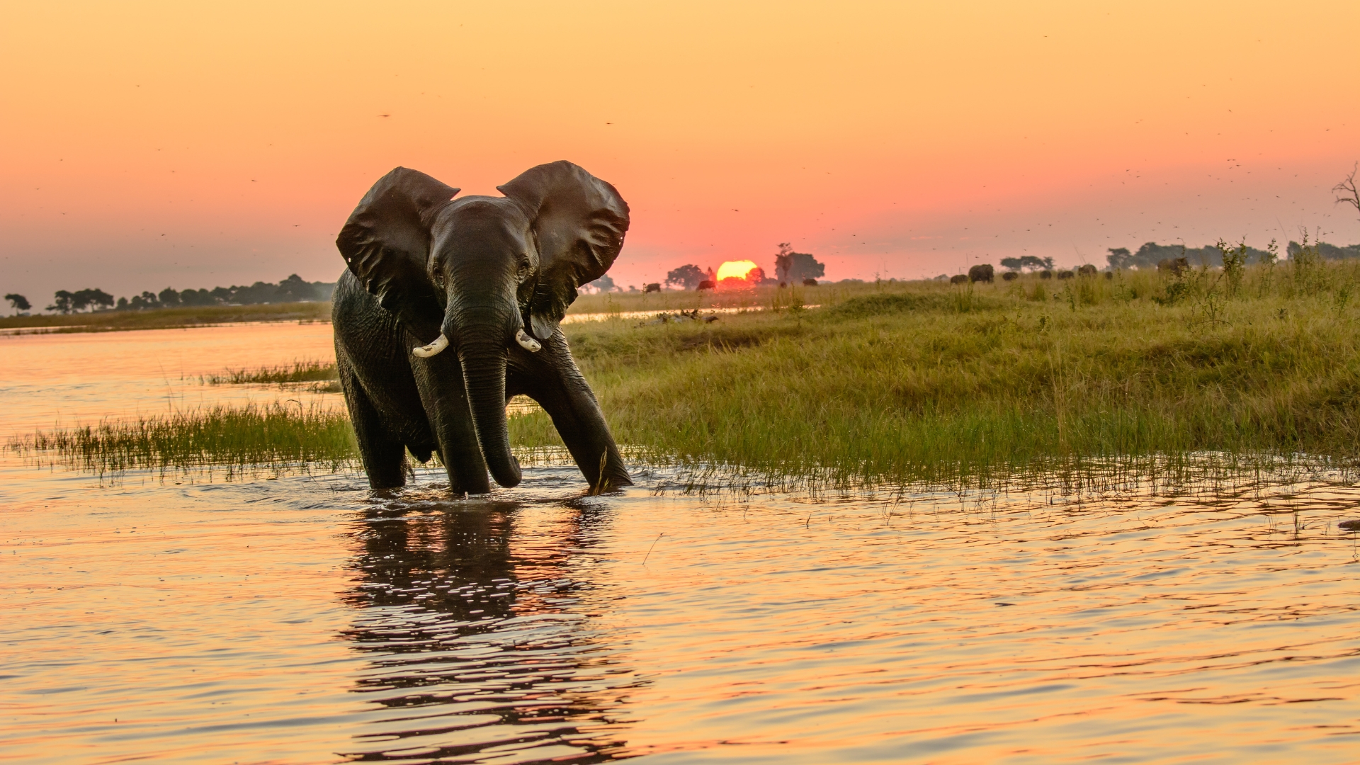 Chobe Elephants & Okavango Delta