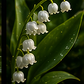Muguet