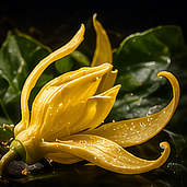 Ylang-Ylang