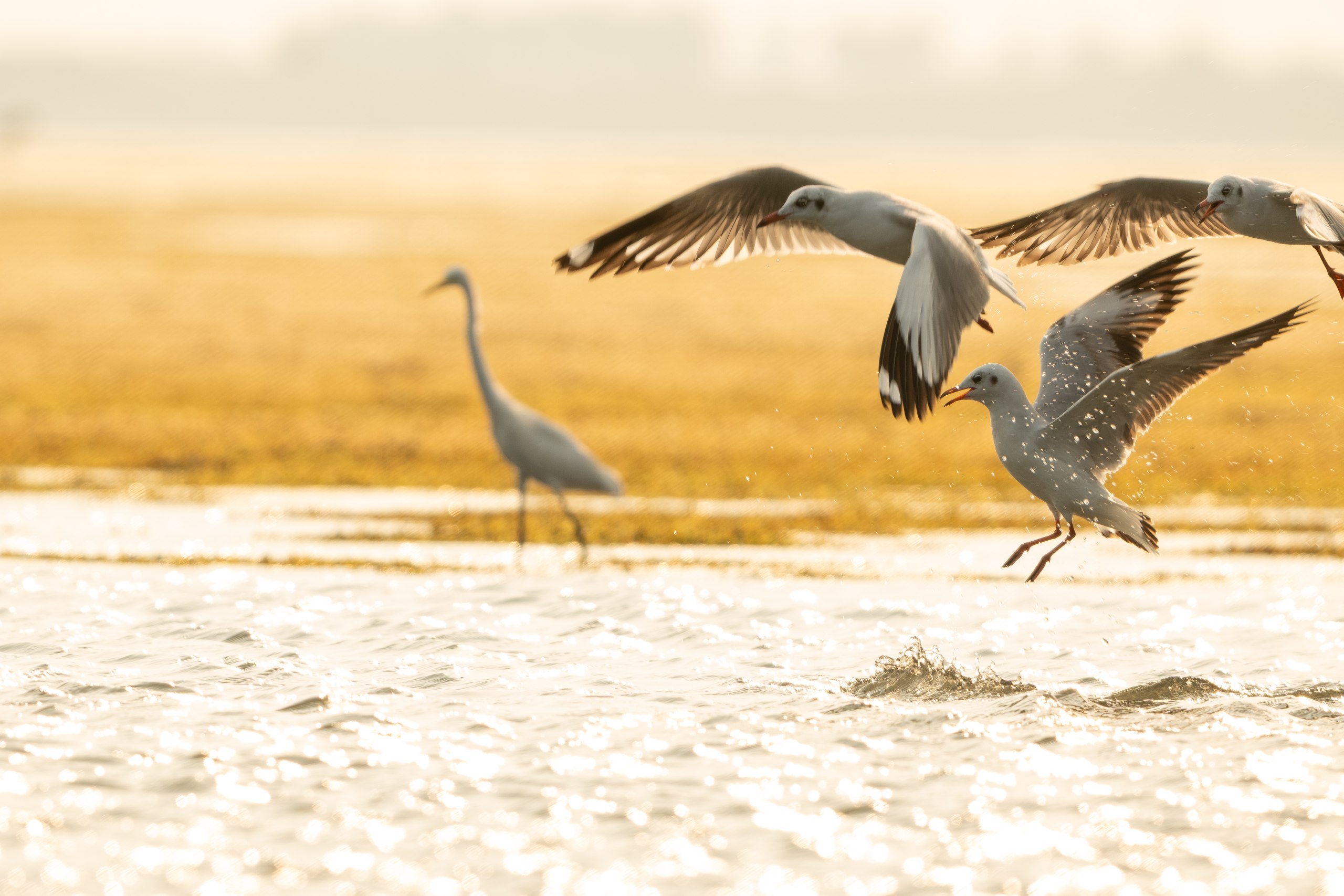 Final cinematic wildlife image