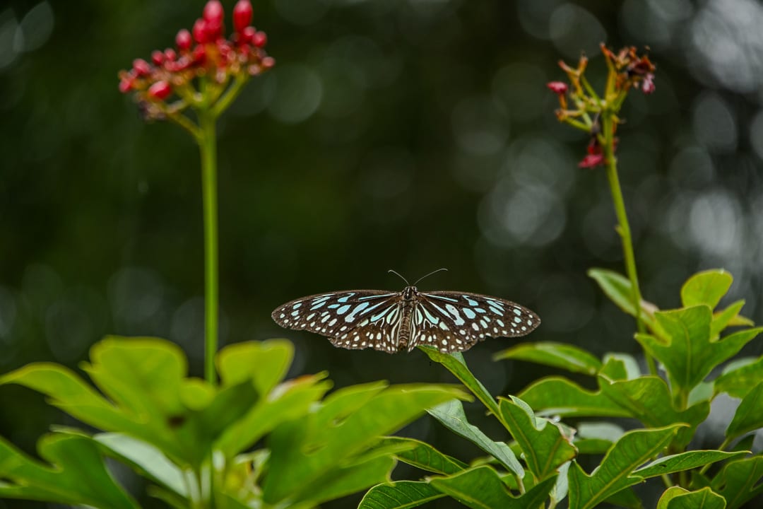 Macro