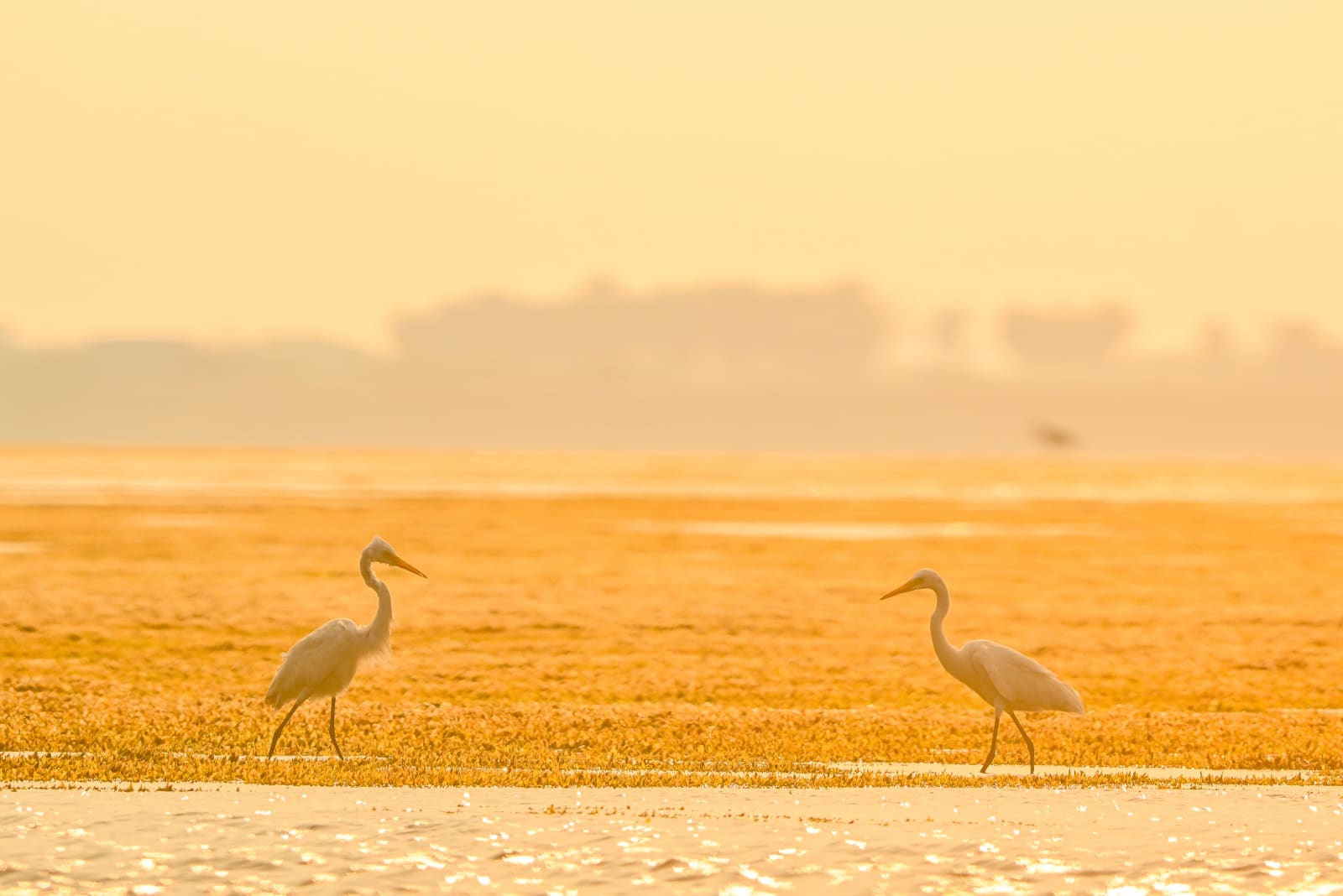Wildlife Moments