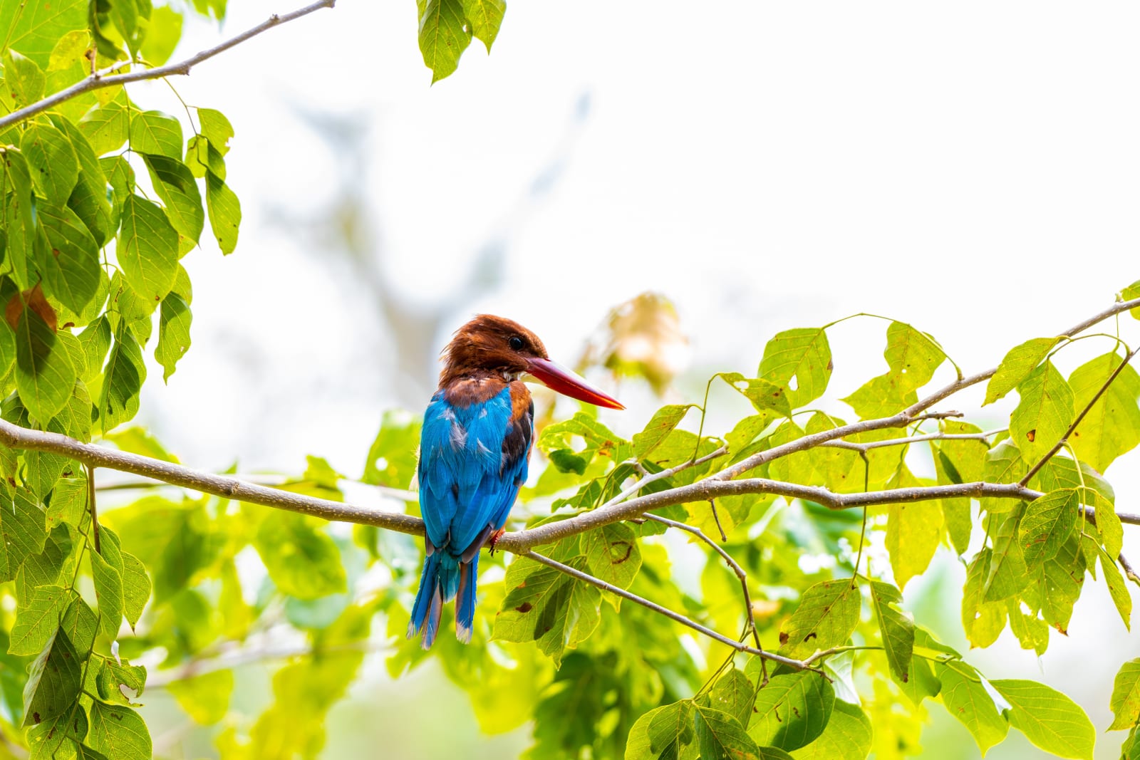 Common Kingfisher