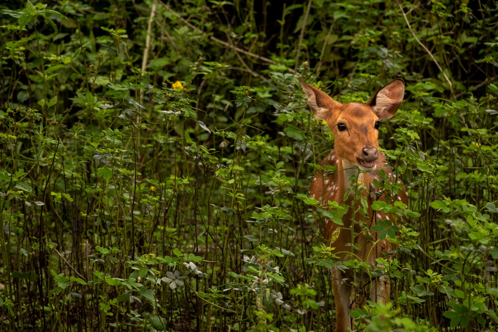 Spotted deer