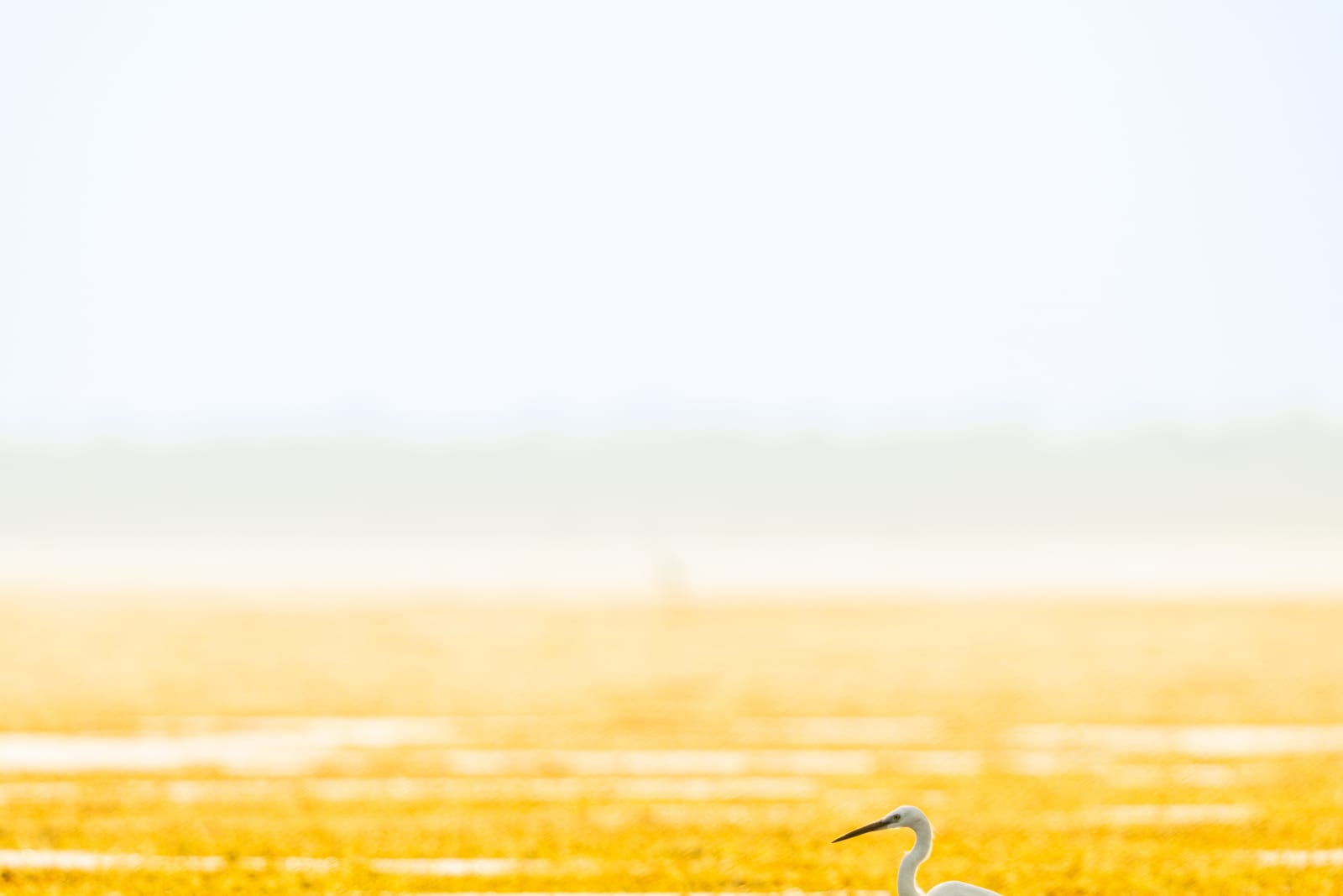 Zen landscape photography