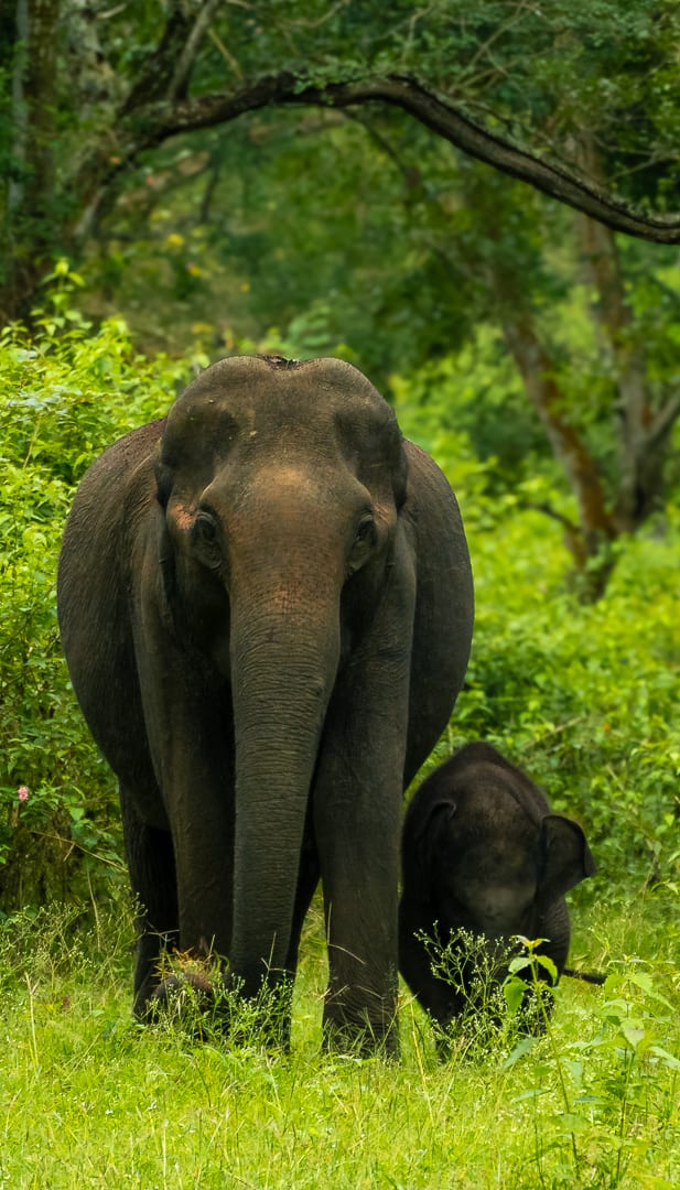 Asian Elephant
