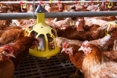 IIB supports the expansion of Romania’s leading poultry producer 