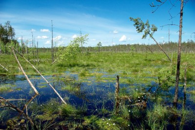 Update on Wetlands International: success in UN Framework Convention on Climate Change competition