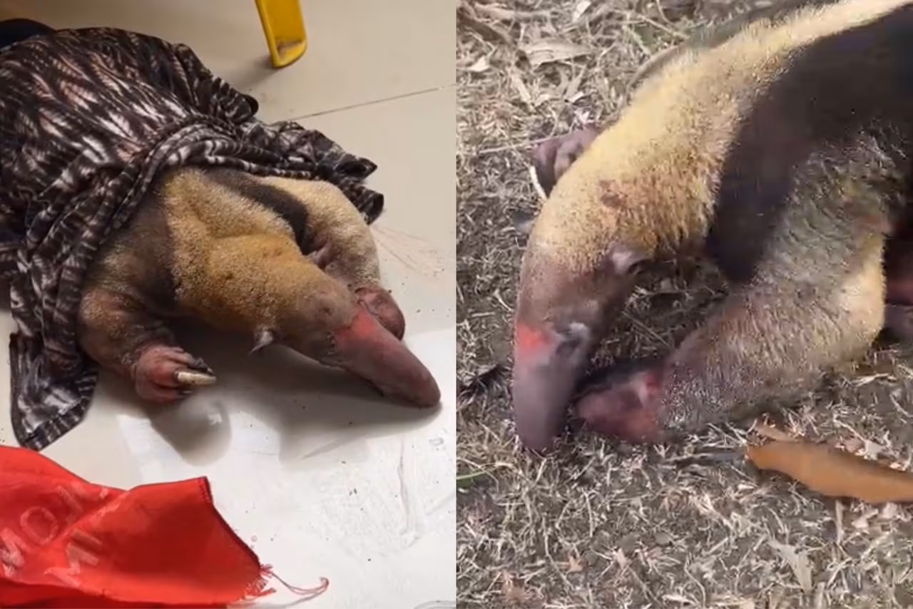 Escapó de las llamas, pero su cuerpo no resistió las quemaduras
