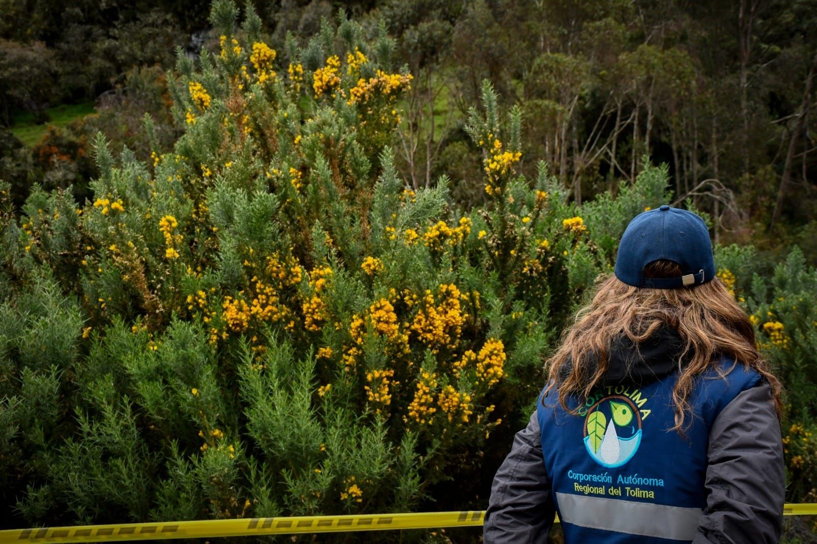 Cortolima alerta sobre el retamo espinoso como detonante de incendios forestales y recuerda su prohibición