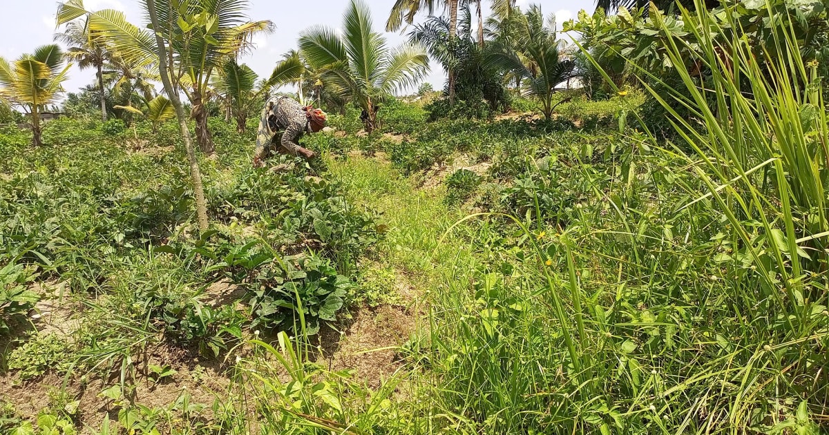 A woman bends to harvest crops among palm trees on her farm in Badagry, Lagos State, Nigeria, photographed in March 2023.
