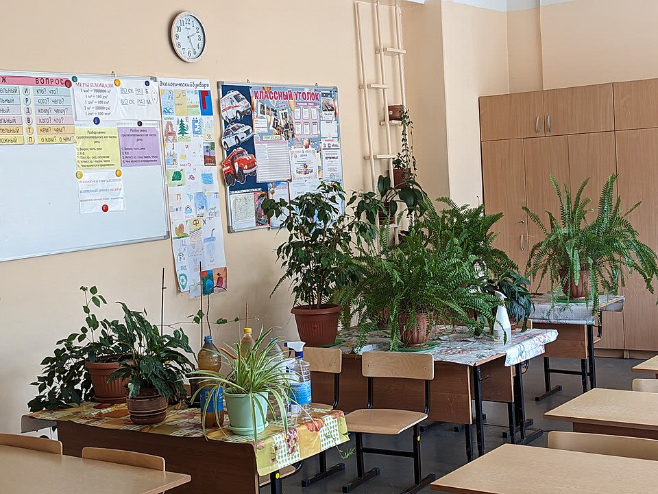 An empty classroom with potted plants on desks in Russia, used as an illustrative photograph rather than a view of an Afghan school.