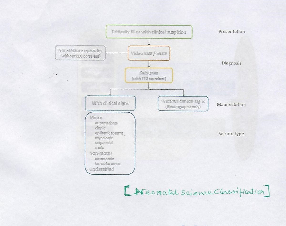 Pathophysiology Of Seizure Flow Chart