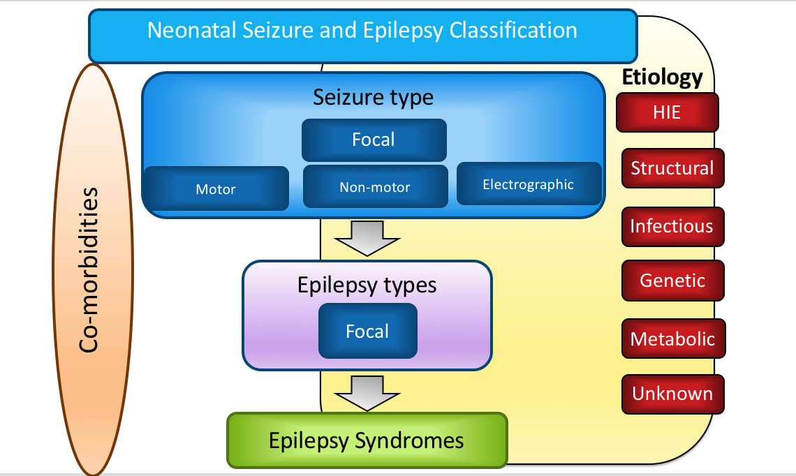 Neonatal Seizure and Epilepsy Classification