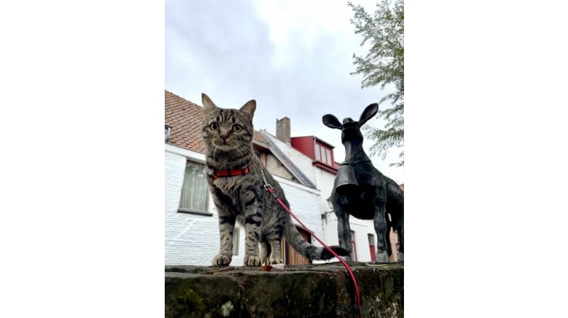 Gallery asset 4 of 11