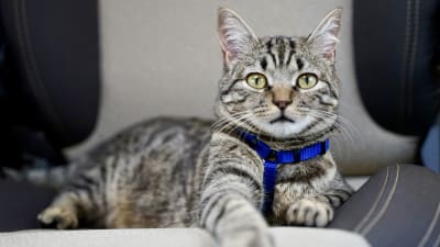 Gatto in camper: 10 consigli per vivere fantastiche avventure on the road