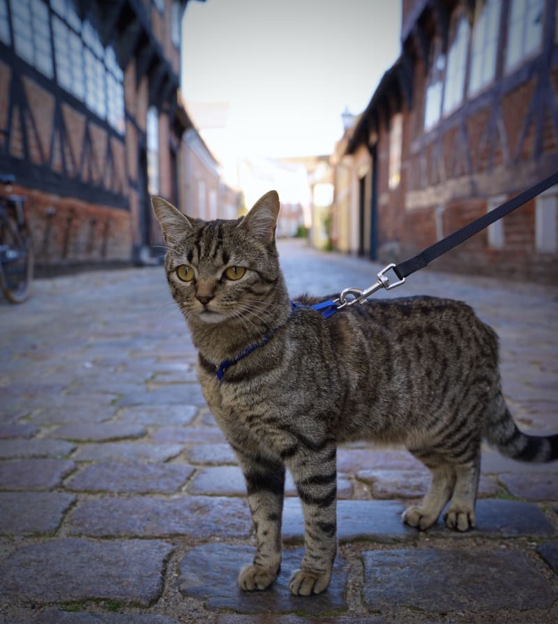 A passeggio per la Danimarca