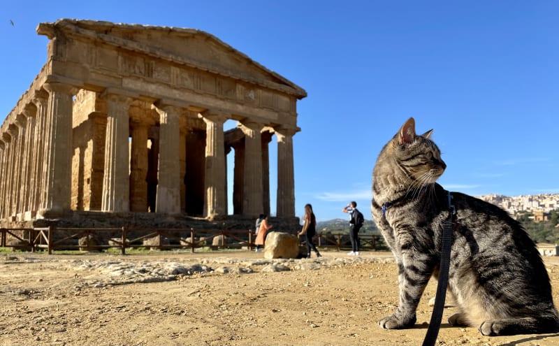 Gatto al guinzaglio: come abbiamo fatto?
