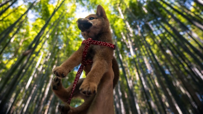 Quando il destino ci ha portato Genepì: la nostra storia di adozione di un cucciolo in Giappone