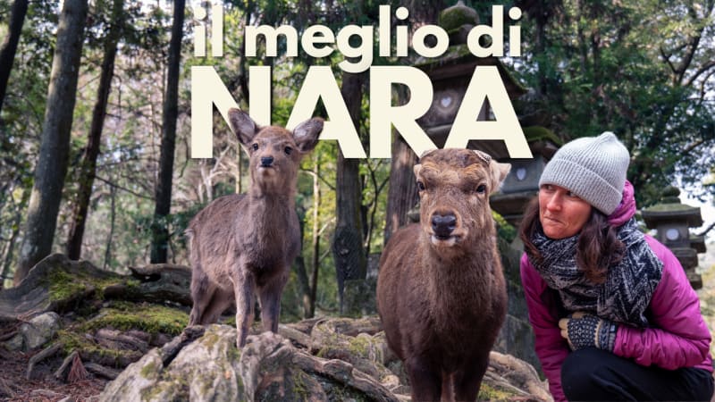 Nara in un giorno: tra templi, cervi curiosi e foreste silenziose