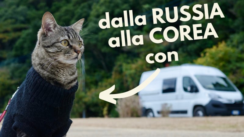 Guida completa per entrare in Corea del Sud dalla Russia con il tuo cane o gatto