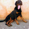Olimpia: la nostra rottweiler in giro per il mondo