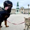 Visitare Vienna con cane e gatto in 2 giorni: un centro città decisamente poco pet friendly