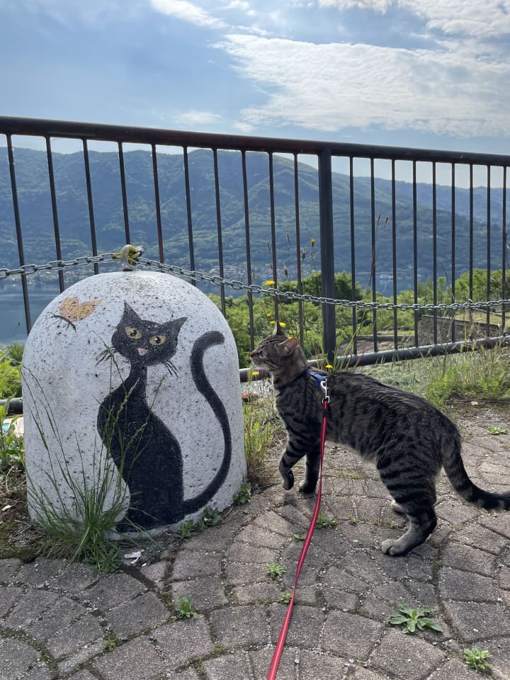 Un gatto a spasso nel paese dei gatti, Brolo