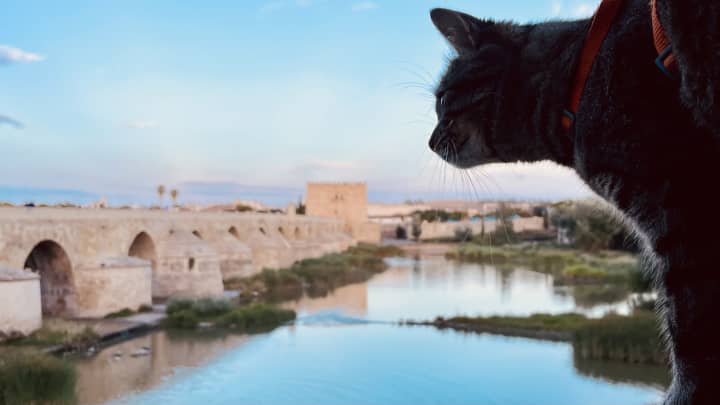 Córdoba by Campervan: What to See and Which Tapas to Choose