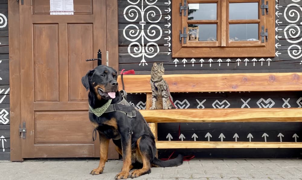 Slovacchia in camper con cane e gatto: tour di 5 giorni