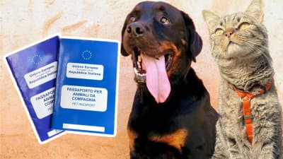 Viaggiare con cane e gatto: tutto quello che devi sapere