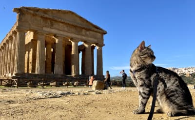 Gatto al guinzaglio: come abbiamo fatto?