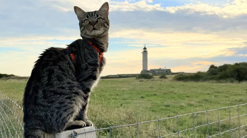 Hauts-de-France by Campervan with Dog and Cat: Itinerary, Tips and Useful Information