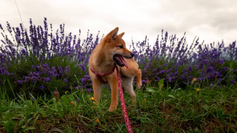 Come gestire un cucciolo di cane in camper: consigli da chi ci è passato!