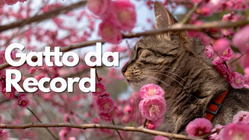 Sakè, il gatto viaggiatore da record mondiale