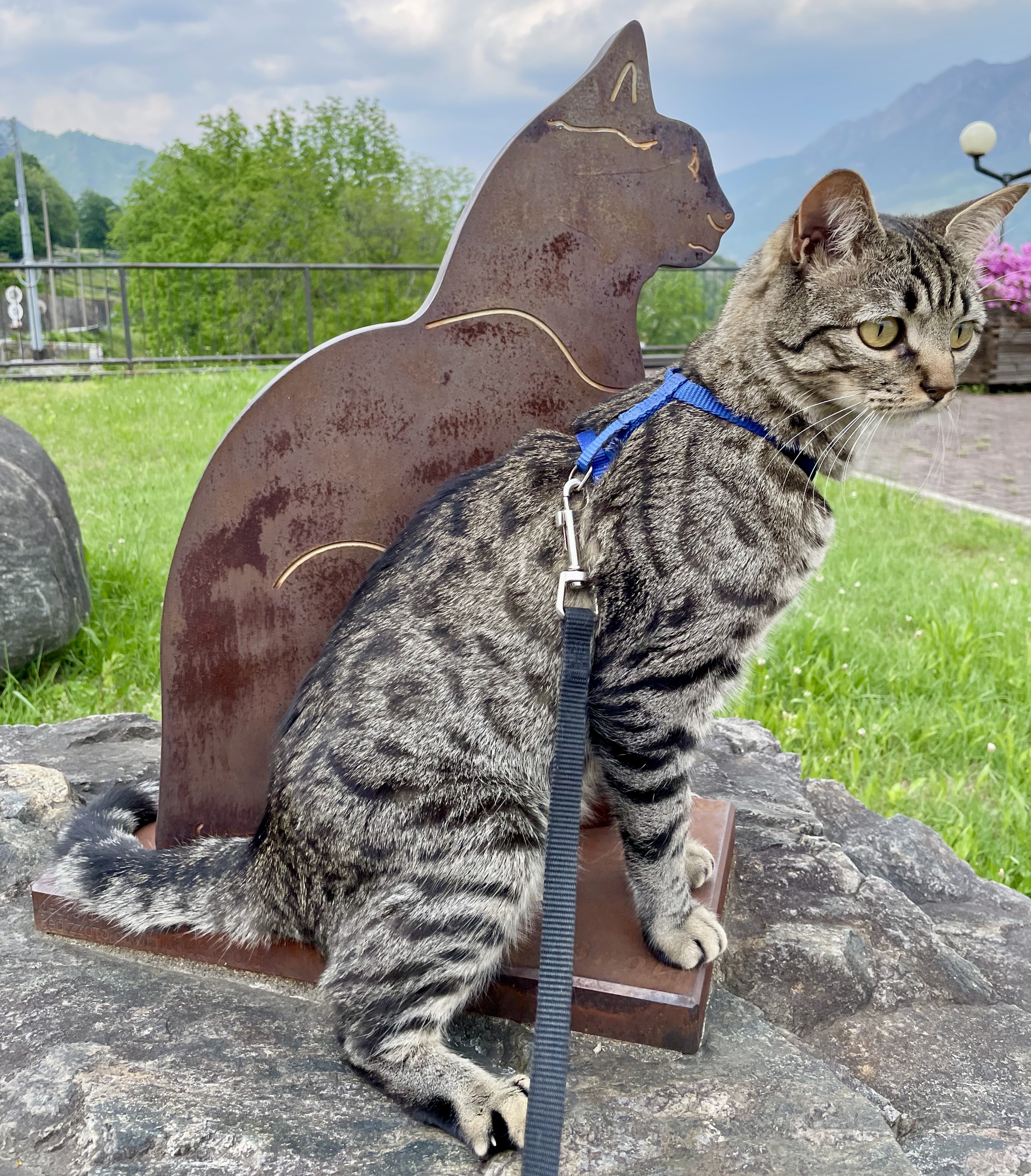 Un gatto a spasso nel paese dei gatti, Brolo