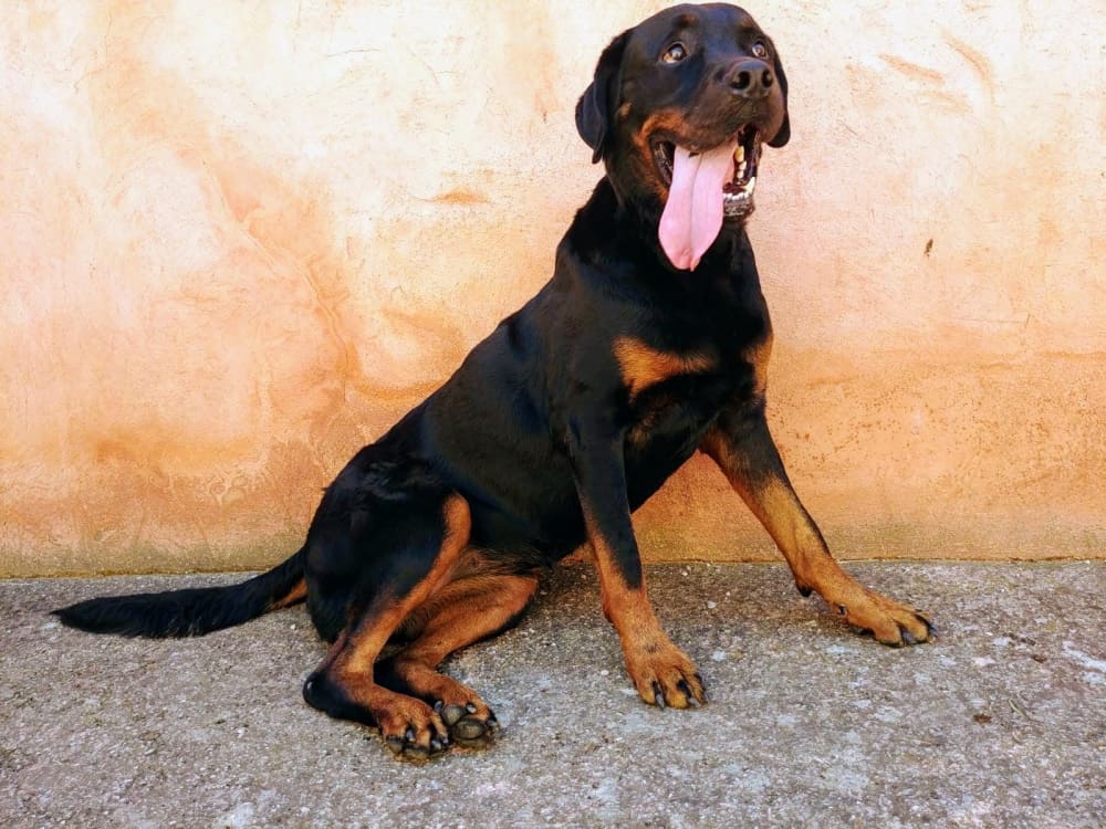 Olimpia: la nostra rottweiler in giro per il mondo