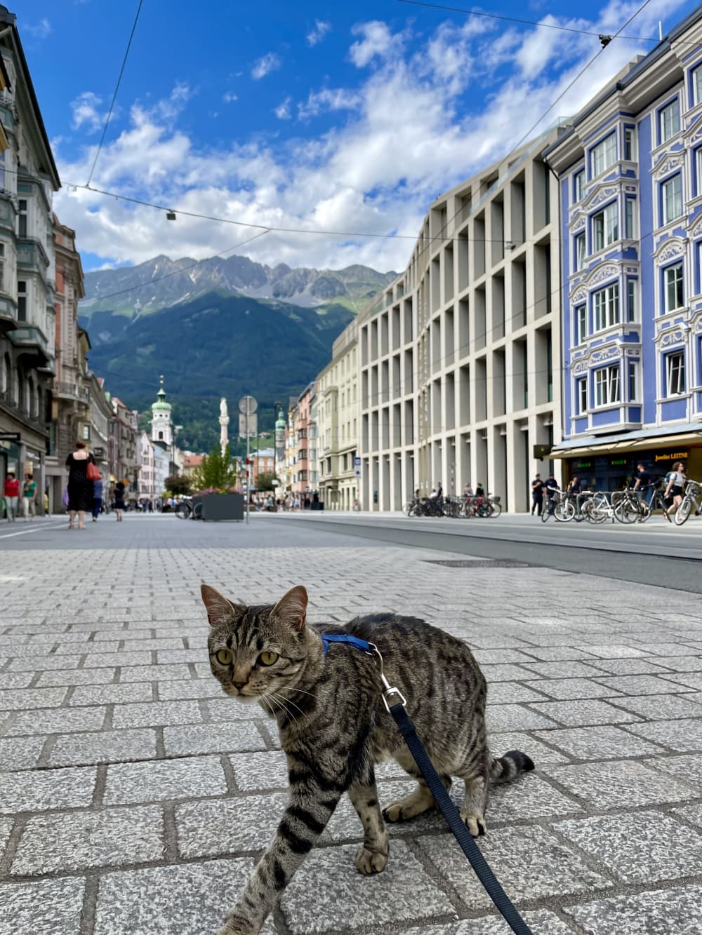 Innsbruck in 1 giorno con cane e gatto