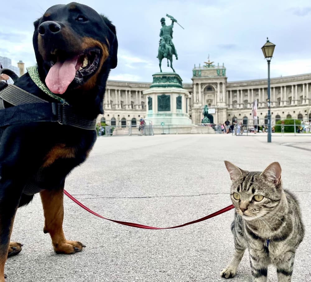 Visitare Vienna con cane e gatto in 2 giorni: un centro città decisamente poco pet friendly
