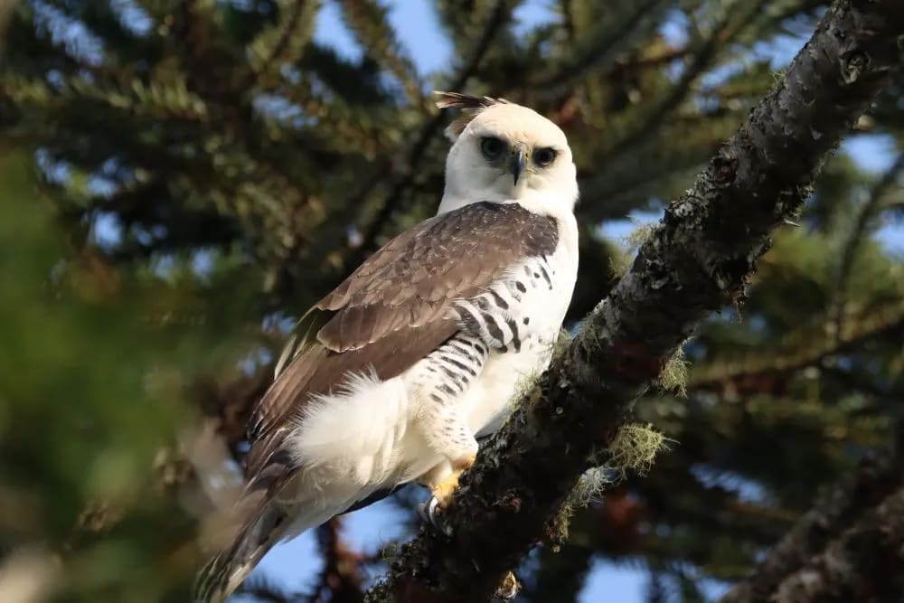 Águia empoleirada em galho em ambiente florestal