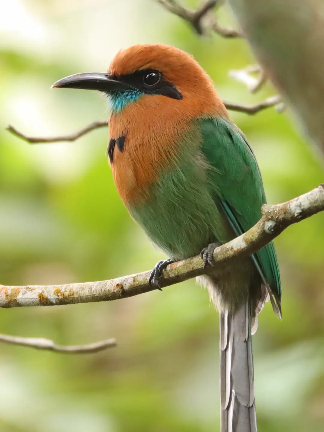 AVES RARAS EN EL JARDÍN DEL AMAZONAS